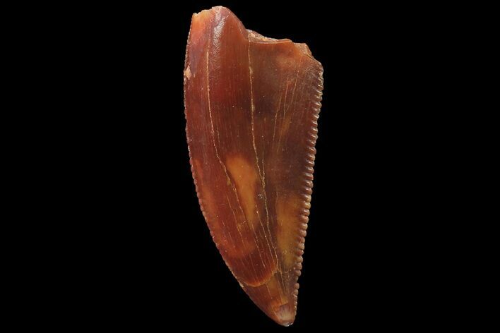 Serrated, Raptor Tooth - Real Dinosaur Tooth #179535